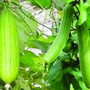 দেশী ধুন্দুল