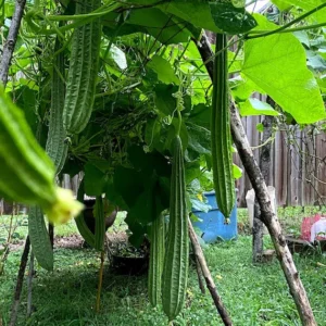 দেশী ঝিঙে