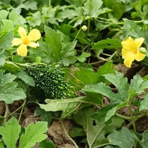 দেশী উচ্চে