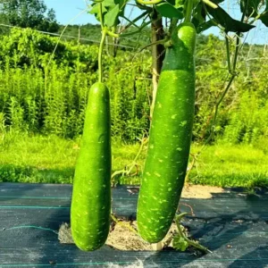 দেশী লাউ বীজ